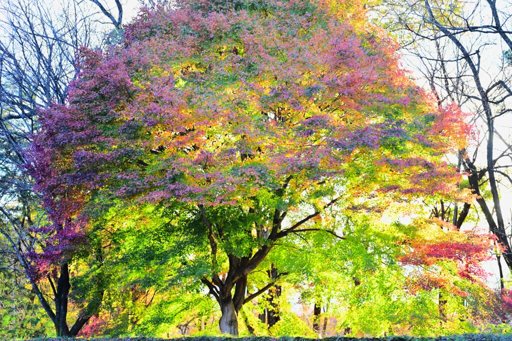 森の紅葉～赤城自然園2-1