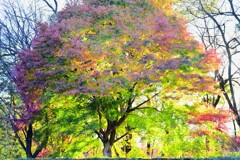森の紅葉～赤城自然園2-1
