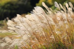 妙義の秋 妙義の秋