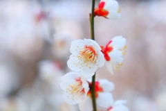 ume