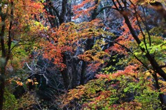 森の紅葉～赤城自然園2-6