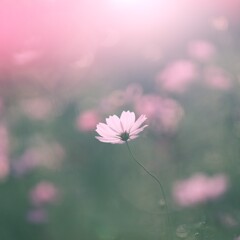 夕方のコスモス