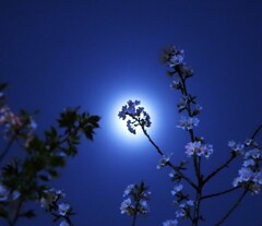 moon sakura
