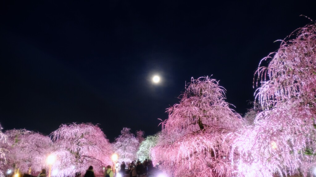 夜梅～鈴鹿の森庭園1