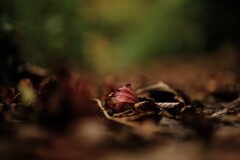 赤城山紅葉覚満淵3
