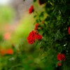 red rose