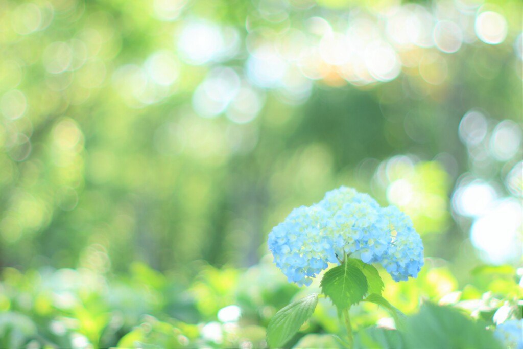 紫陽花～府中郷土の森