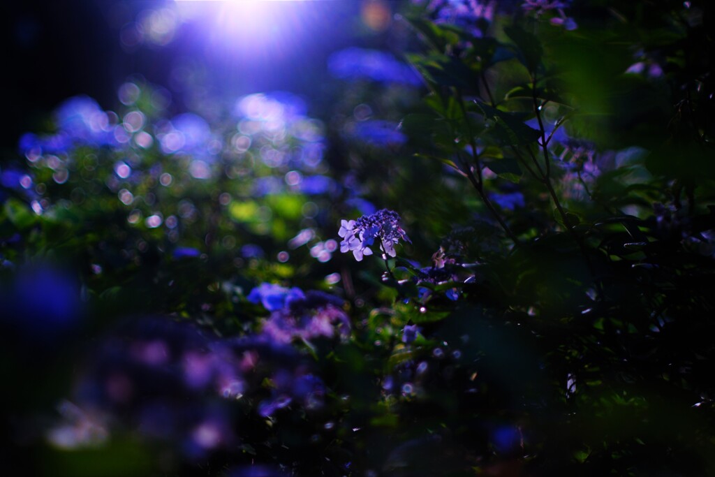 夜紫陽花～小平あじさい公園