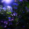 夜紫陽花～小平あじさい公園