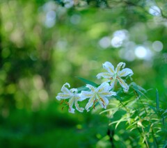 山百合~森林公園(満開) 山百合~森林公園(満開)