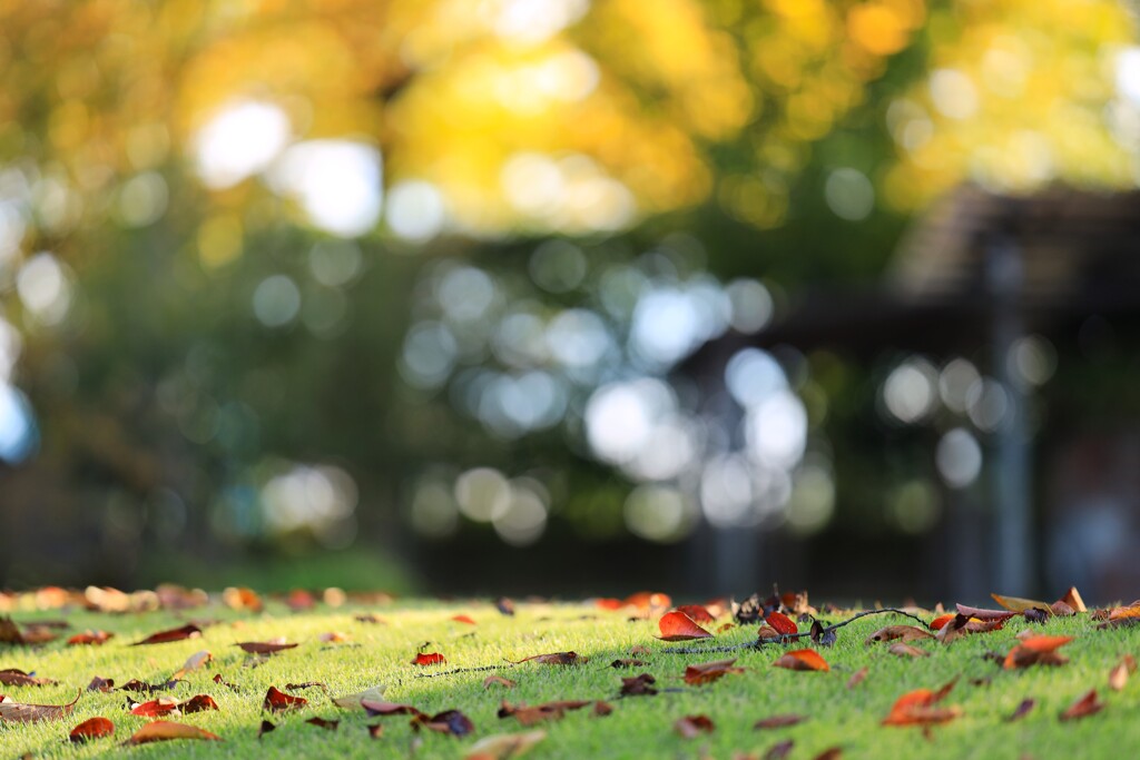 秋の庭～中之条ガーデンズ