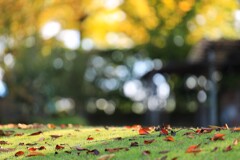 秋の庭~中之条ガーデンズ 秋の庭~中之条ガーデンズ