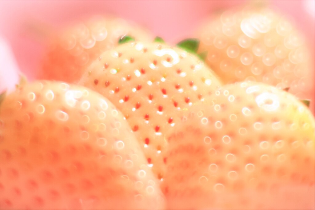 初ホワイトベリー～イチゴ