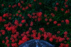 曼珠沙華～巾着田2回目3