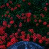 曼珠沙華～巾着田2回目3