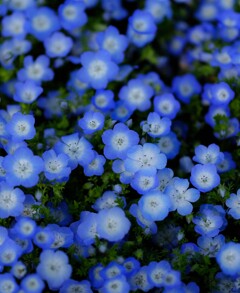 Nemophila