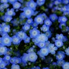 Nemophila