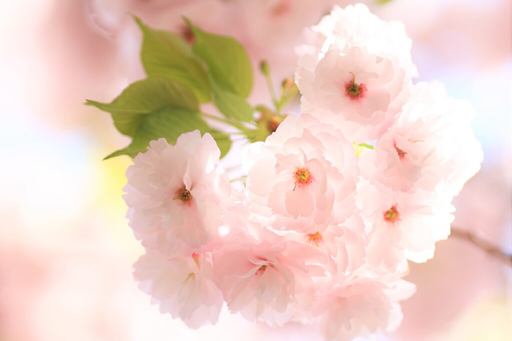 八重桜
