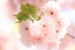 八重桜