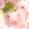 八重桜