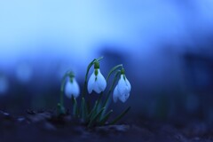 snow drop