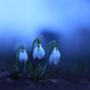 snow drop