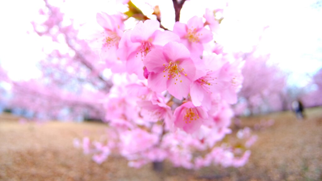河津桜9～見頃でした♪