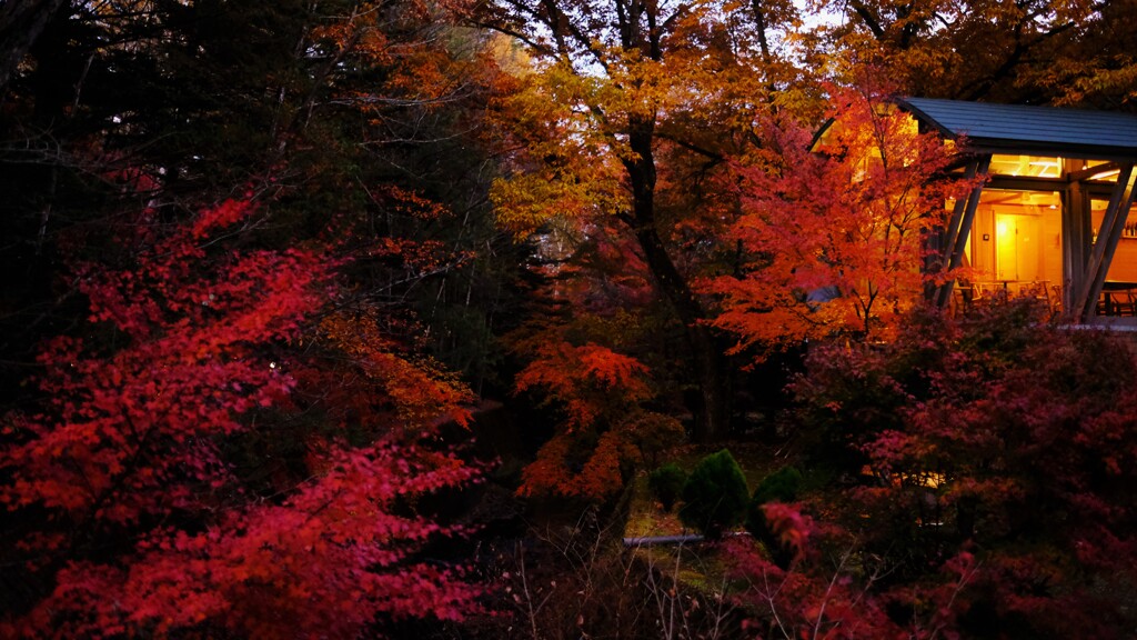 koyo ～軽井沢 紅葉