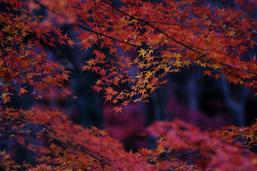 嵐山渓谷紅葉3