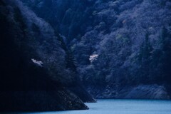奥多摩湖～山の桜4