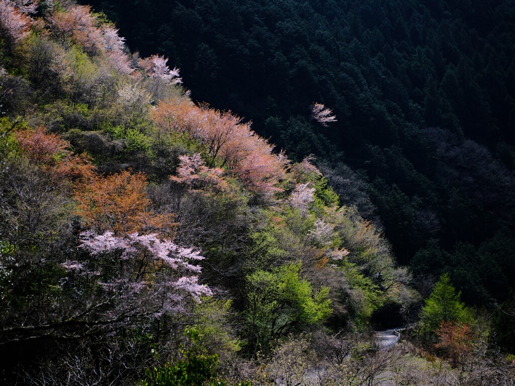 奥多摩湖～山の桜6