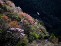 奥多摩湖～山の桜6