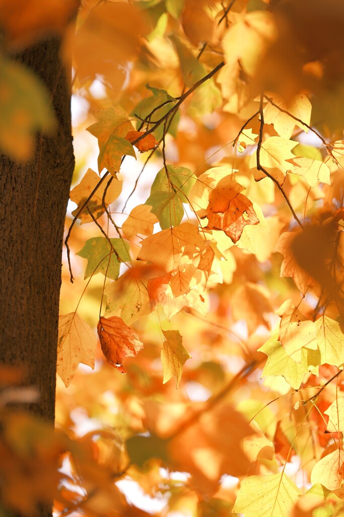 みずほエコパーク～紅葉２