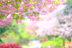 八重桜～散り始め、、、2