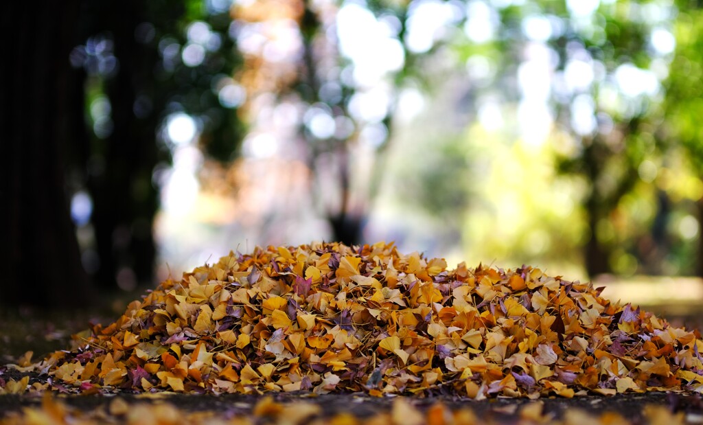 みずほエコパーク1～イチョウ落葉