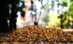 みずほエコパーク1～イチョウ落葉