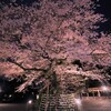 yo sakura