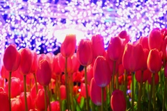 night Tulips