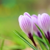 Crocus