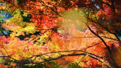 モミジ～神代植物公園1