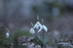 snowdrop