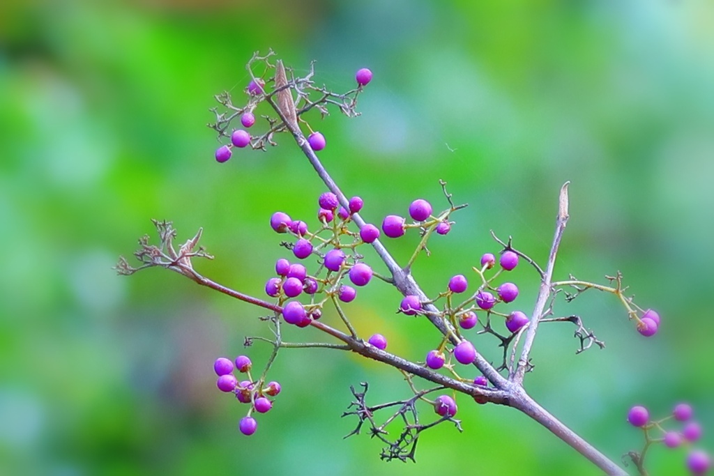 callicarpa