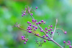 callicarpa