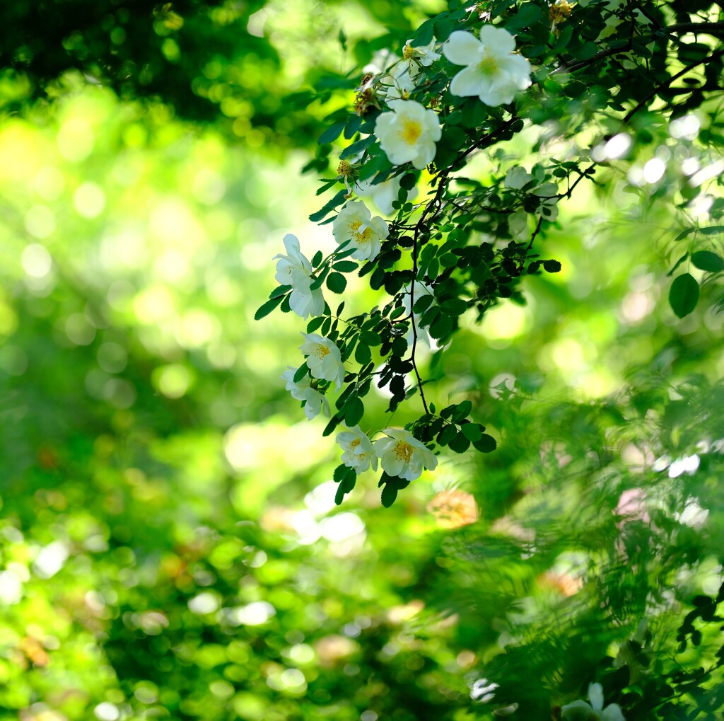 白薔薇～横浜EG9