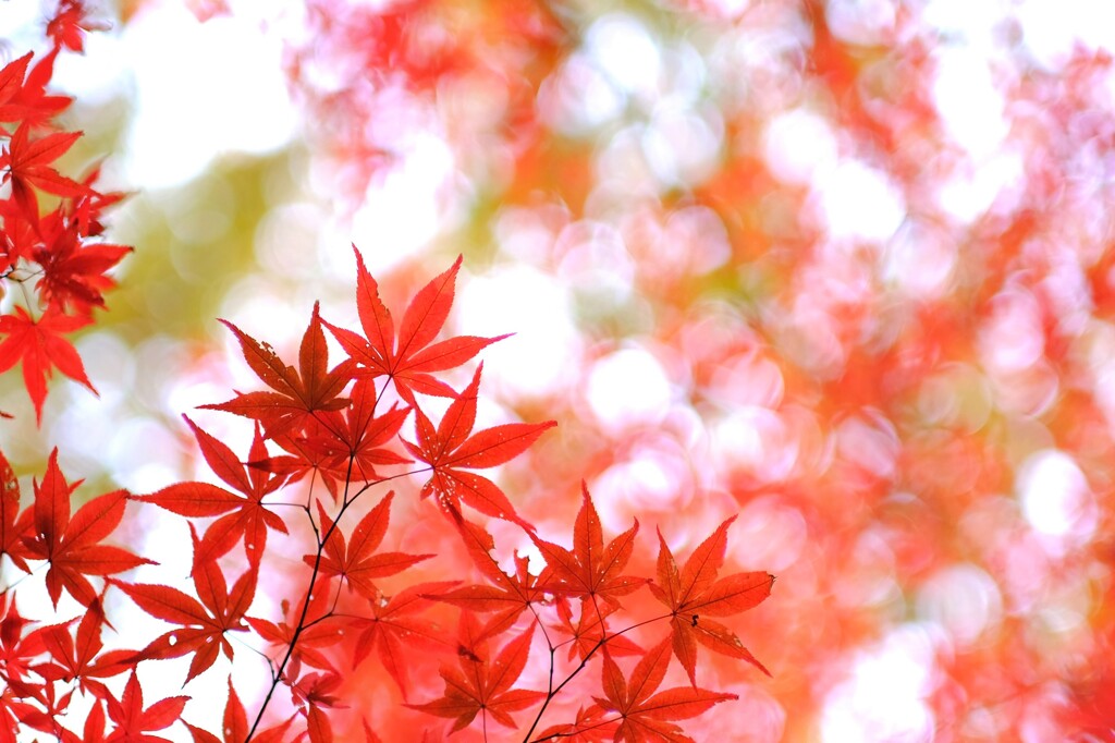 koyo ～森林公園紅葉
