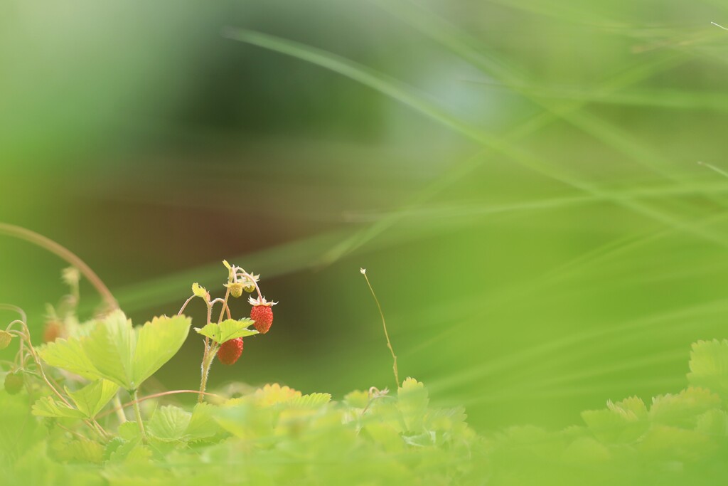 ワイルドベリー～森林公園