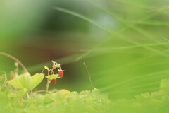 ワイルドベリー~森林公園 ワイルドベリー~森林公園