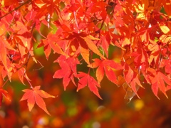 autumn leaves
