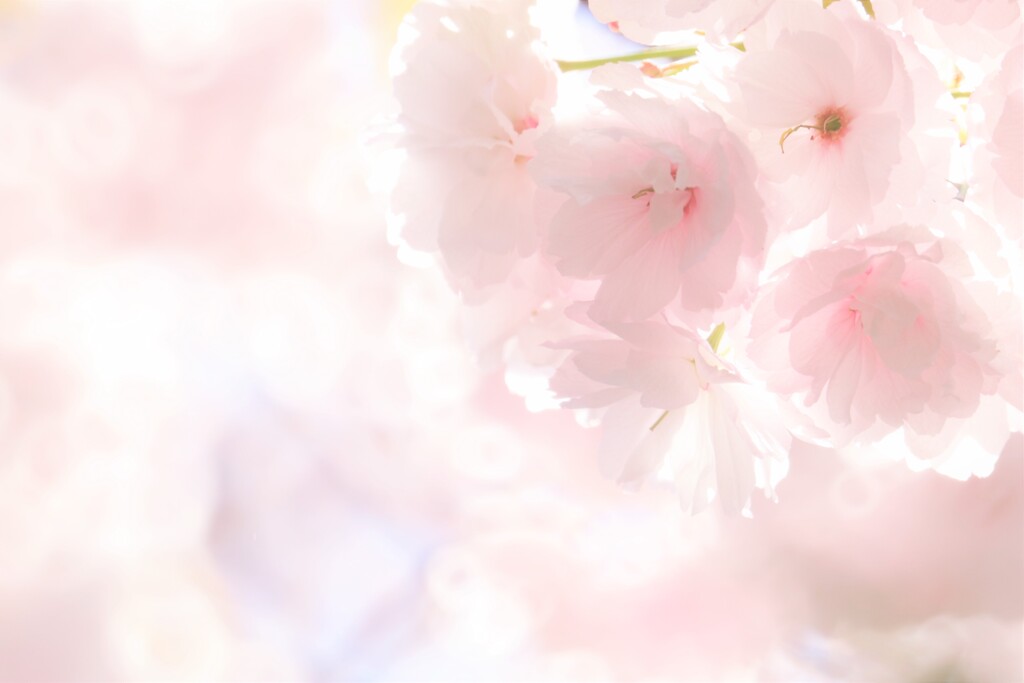 八重桜