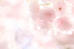 八重桜